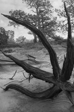 The Crick first edition