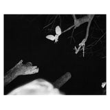 Injured Barn Owl, 2022