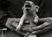 A Life With Pigs