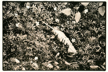 Scratchy Days - signed