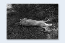 One Picture Book Two #16 : Cats - signed