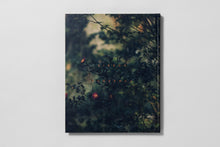 Blackwater River - Artist Edition