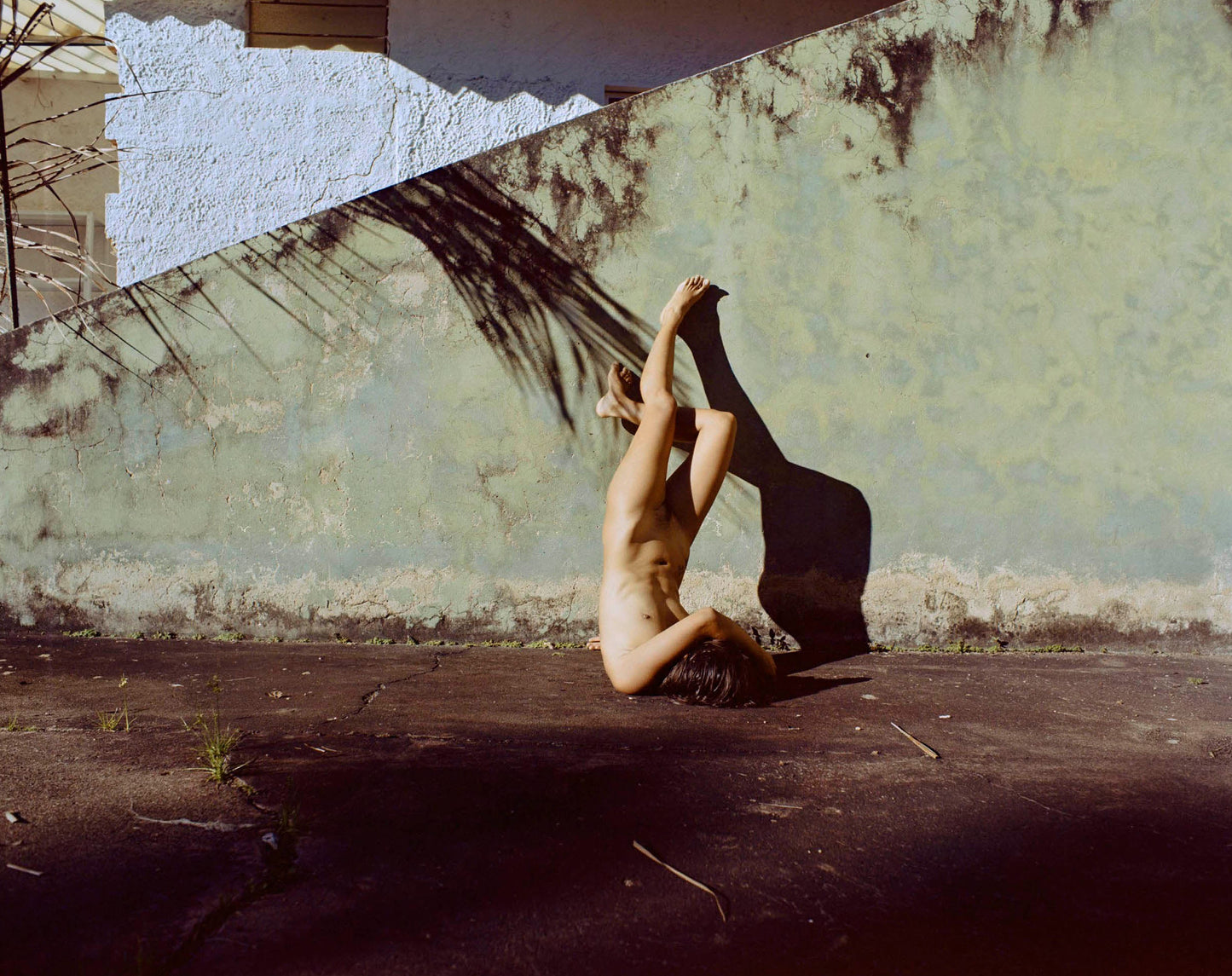 ALBUM EROTICO II: Wild Palms Dance 3 - 2012 by Karen Paulina Biswell