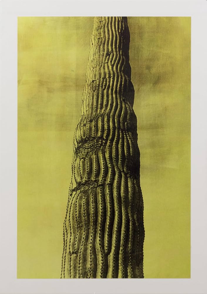 Desert [Signed]