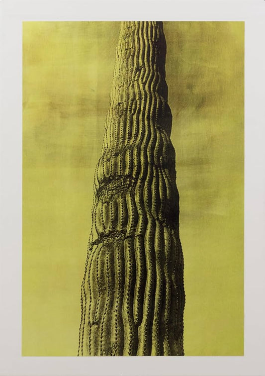 Desert [Signed]