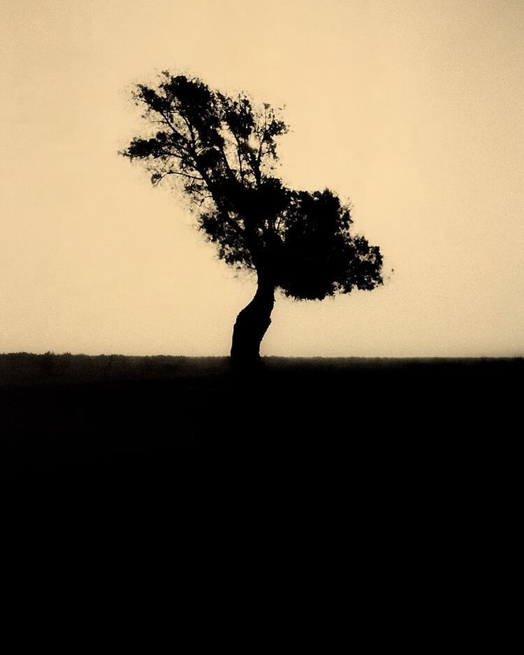 Senses [Signed]
