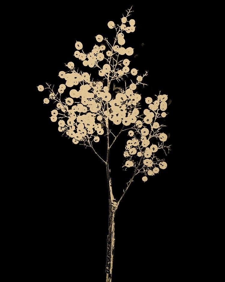 Senses [Signed]