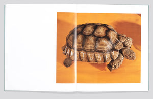 Shells - signed