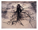 Parasomnia - signed copy