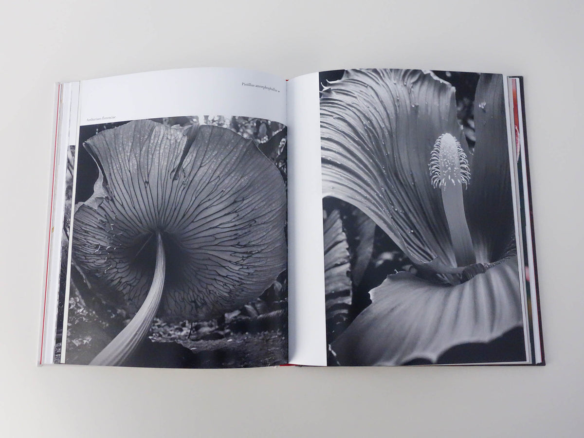 Florilegium [Signed]