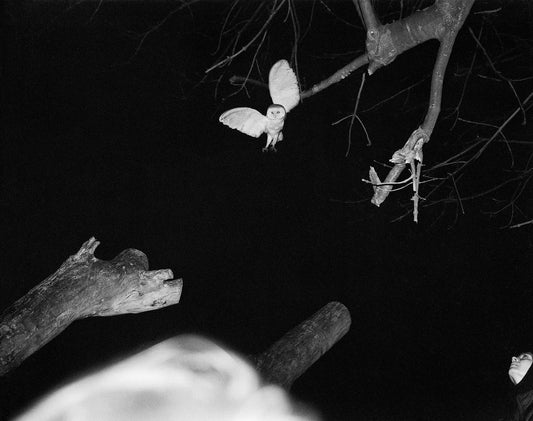 Injured Barn Owl, 2022 by P. Guilmoth
