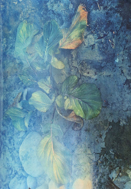 Plants, middle reaches of Tama River, winter - Special Edition
