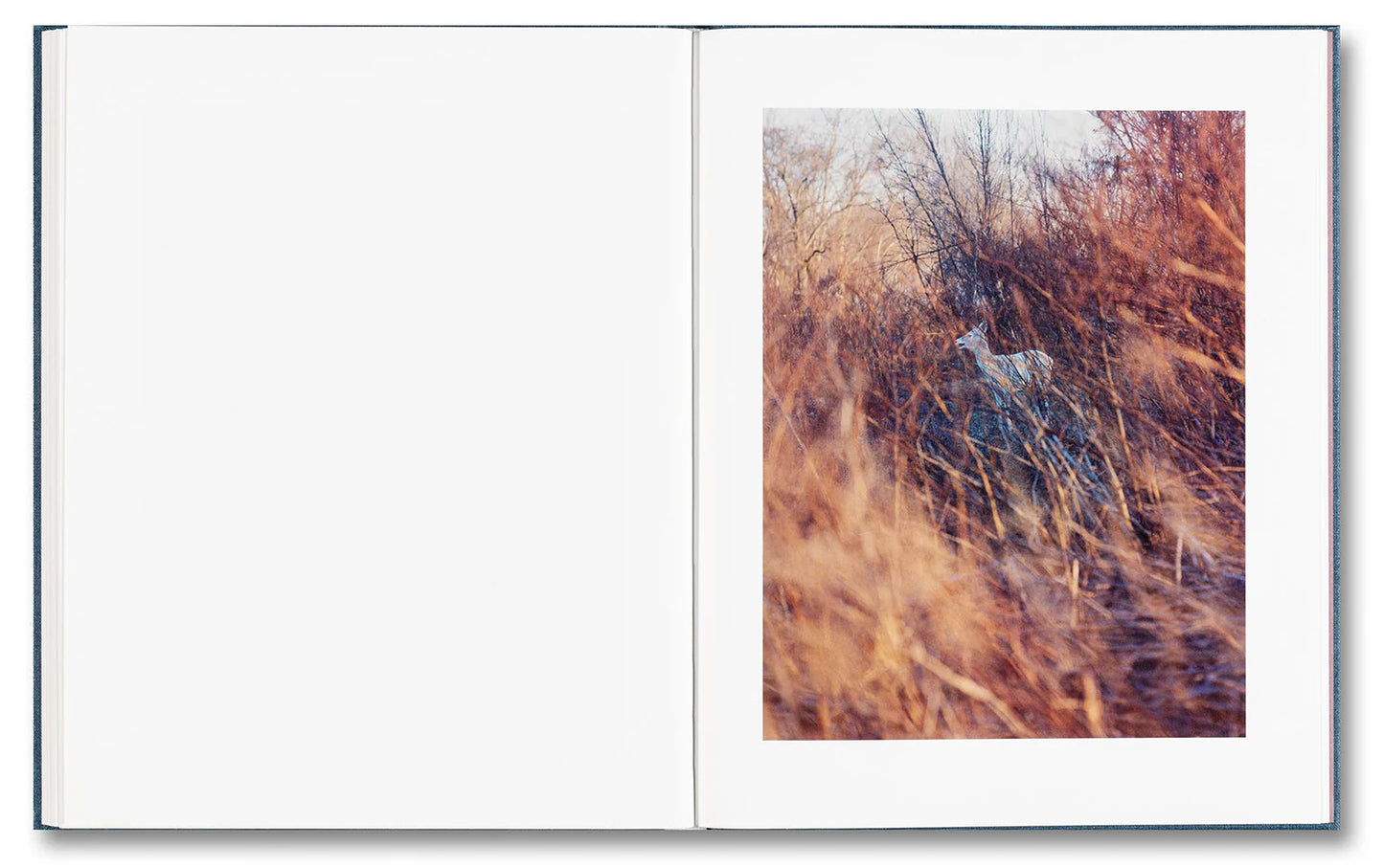 King, Queen, Knave - First printing [Signed]