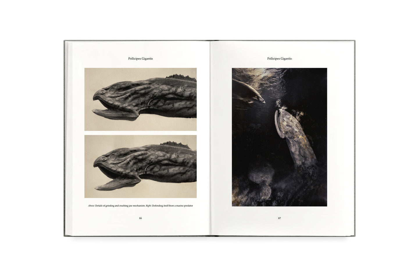 FAUNA [Signed]