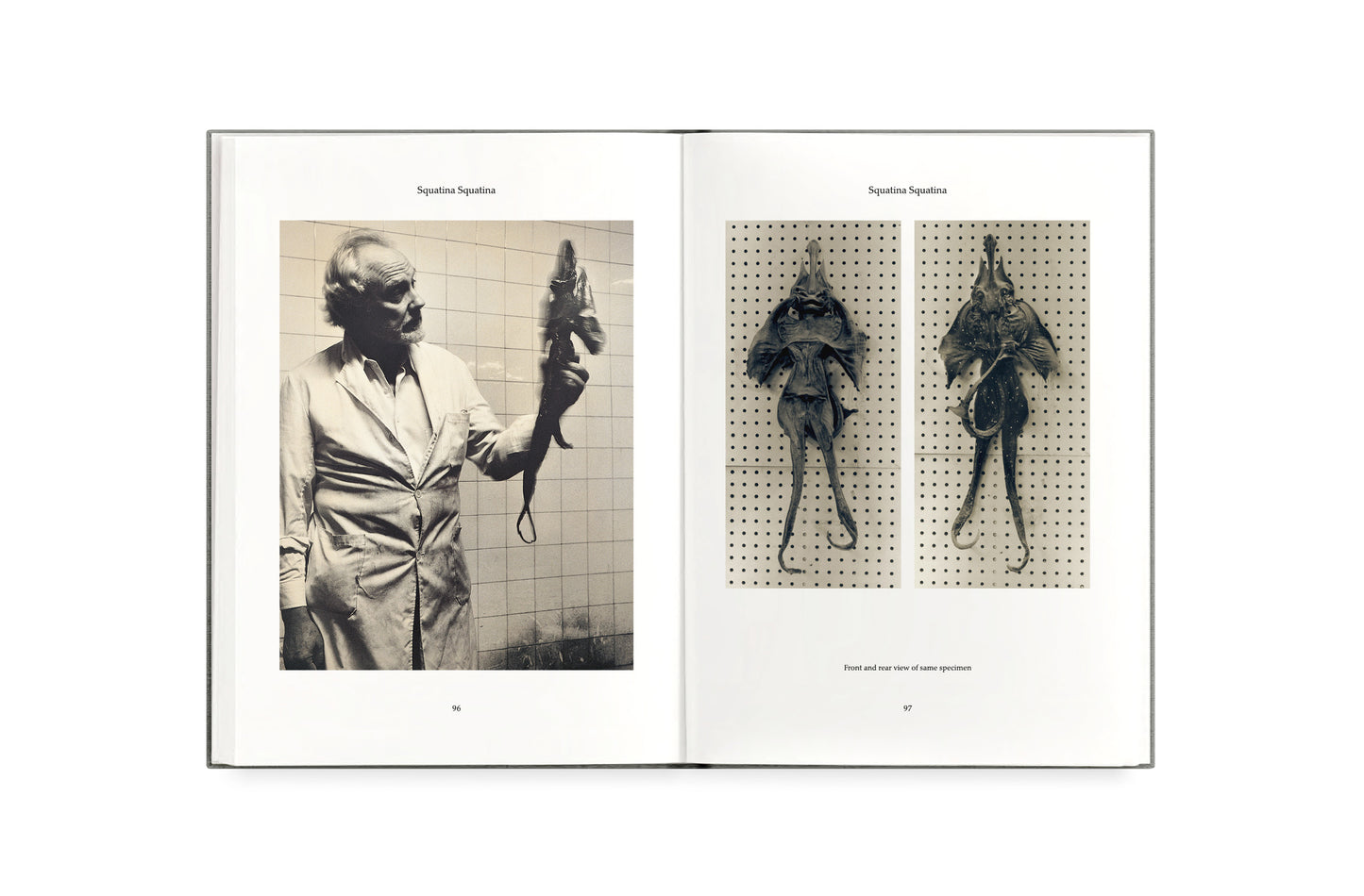 FAUNA [Signed]