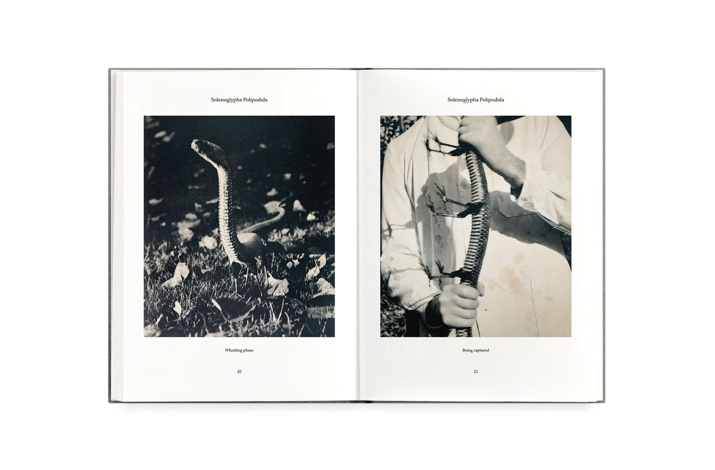 FAUNA [Signed]