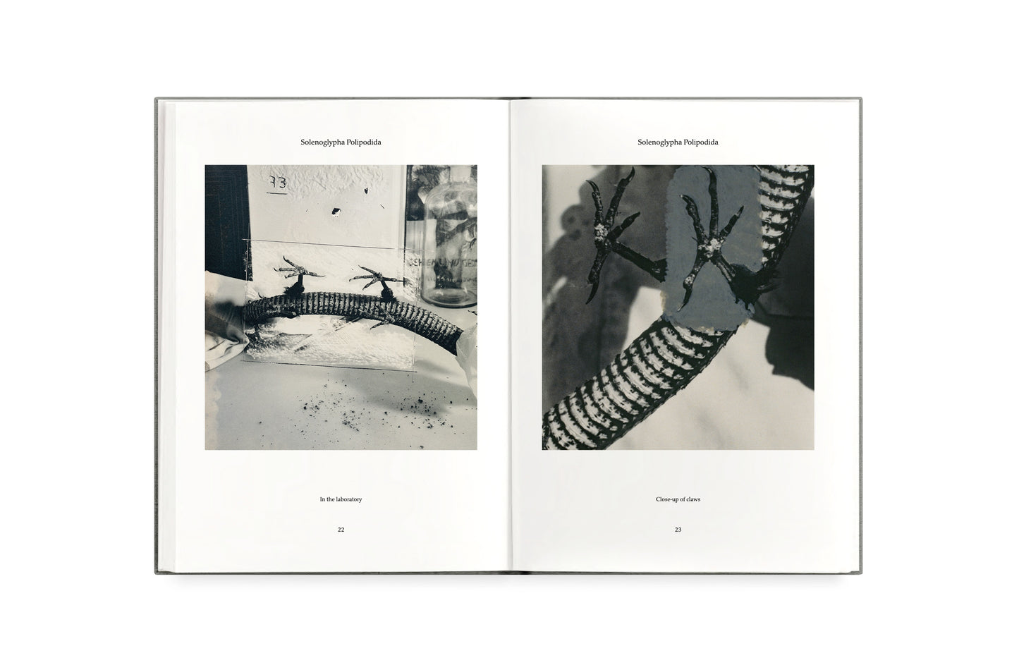 FAUNA [Signed]