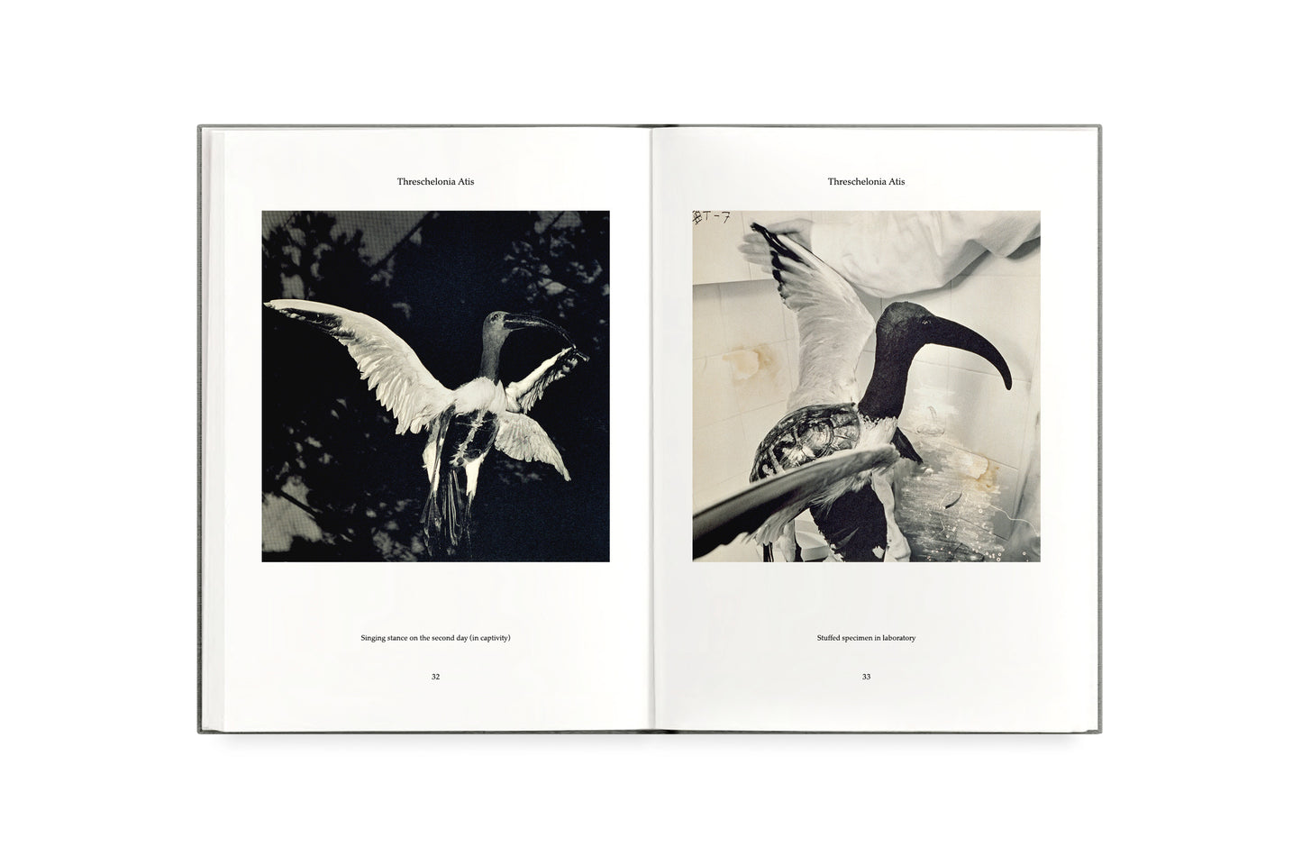 FAUNA [Signed]