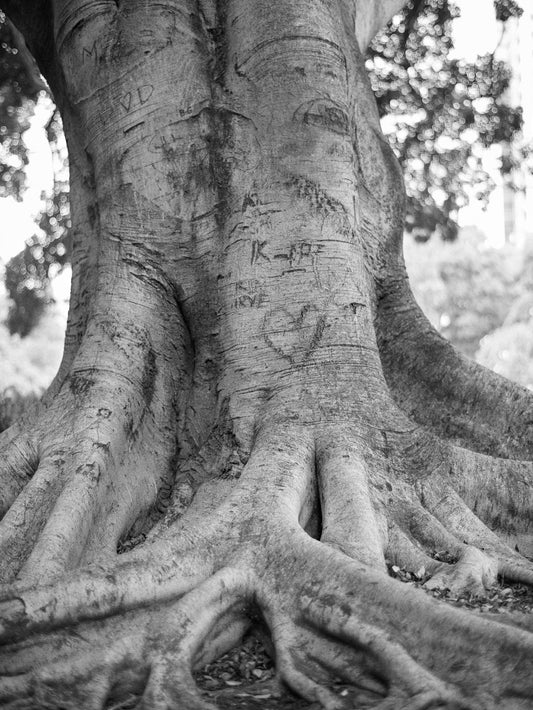 Tree with heart carving, 2021