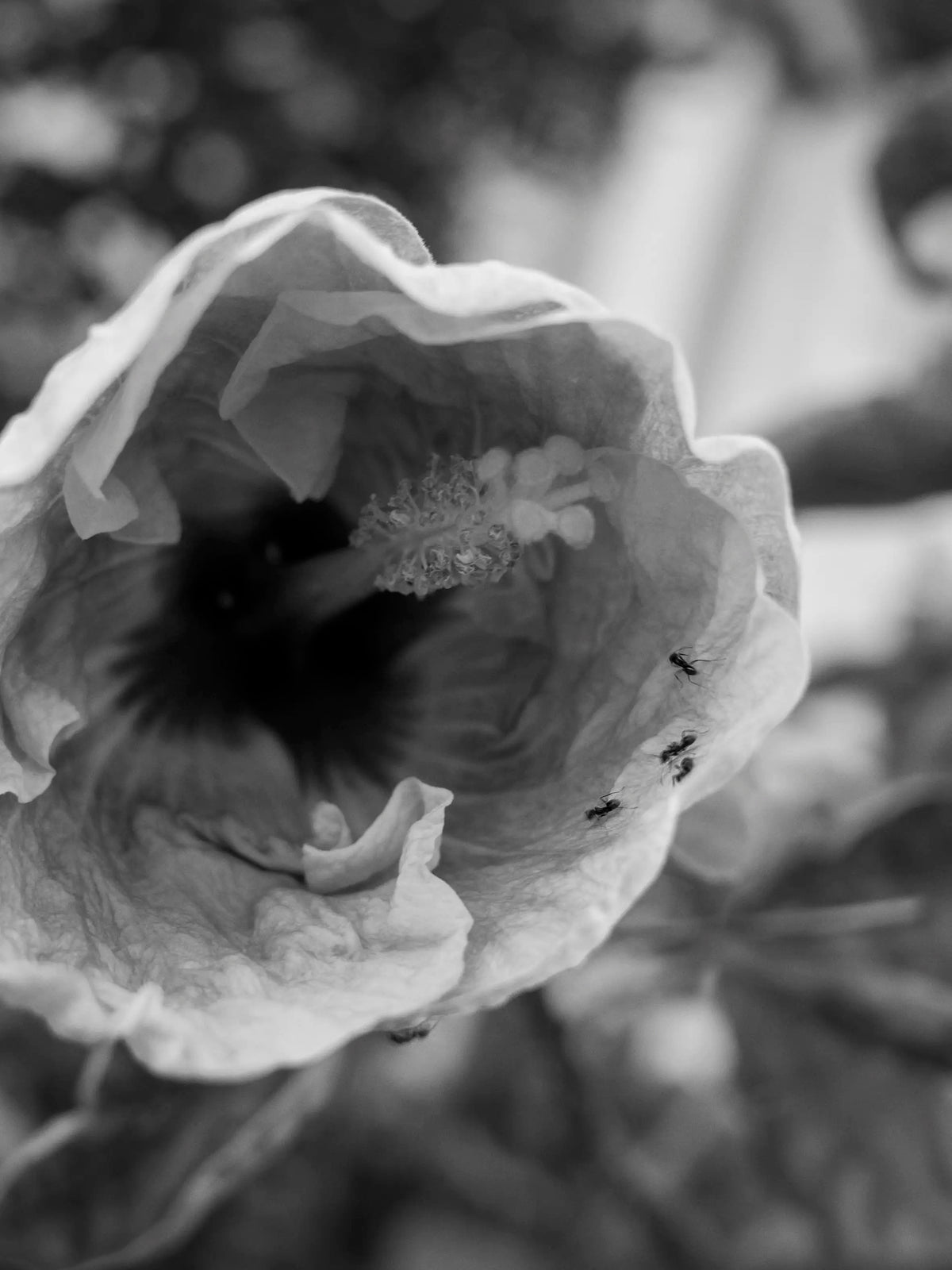 Flower, with Ants — Rochelle Marie Adam