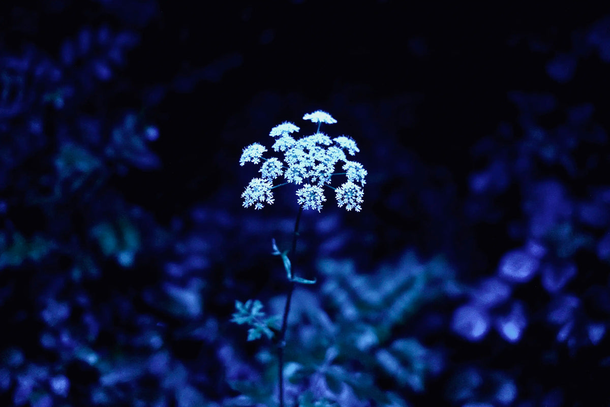 from the series "Blue Moon" — Johannes Twielemeier