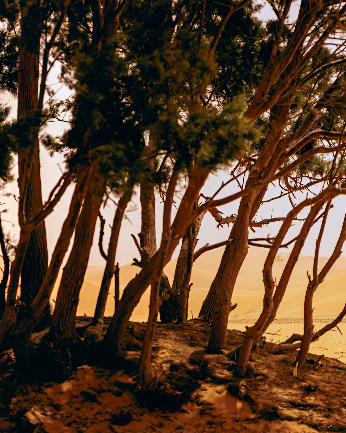 Trees, 2024 — Lara Habor
