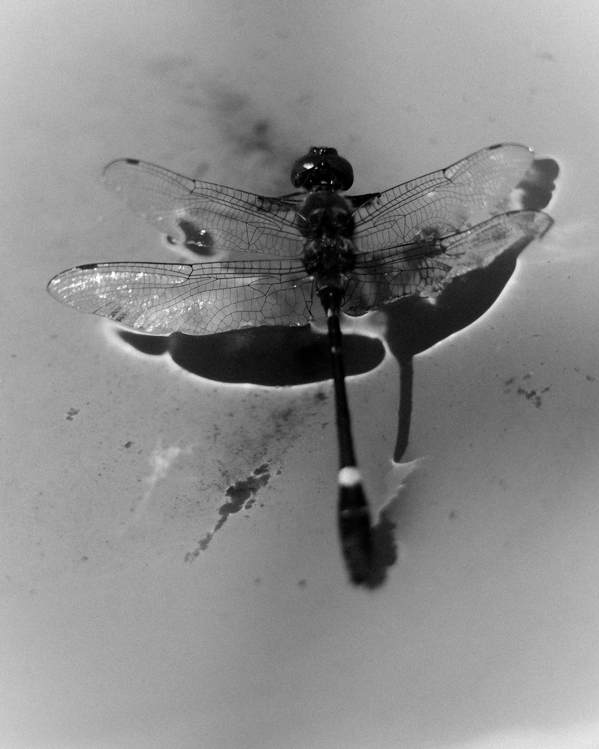 Untitled (Dragonfly Over Water) — Jack Fox