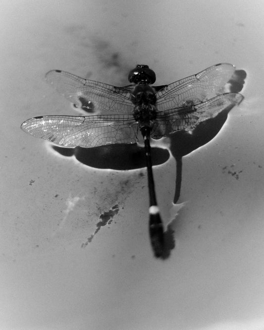 Untitled (Dragonfly Over Water) — Jack Fox