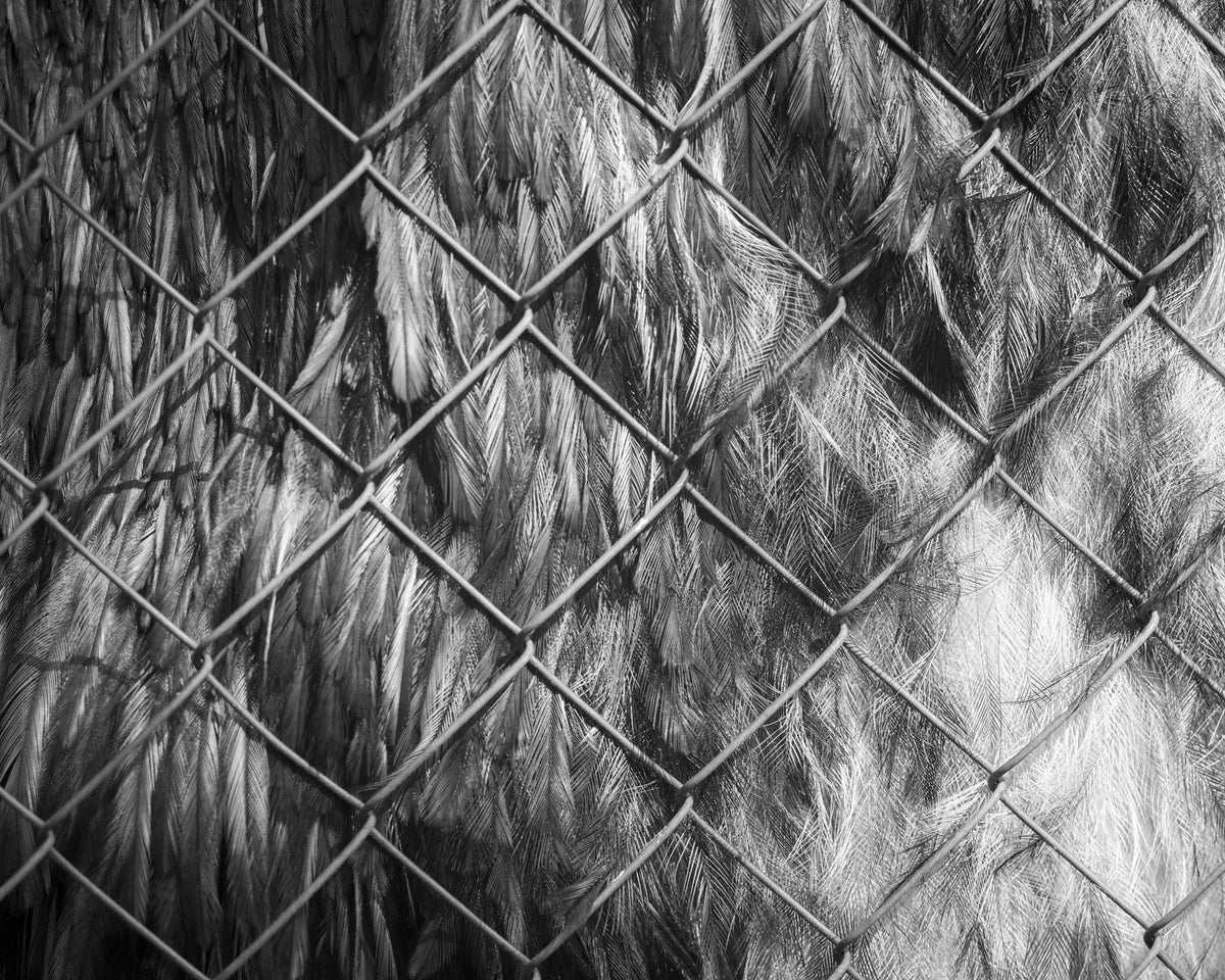 Untitled from "With Feathers" series, 2023 — Margo Ovcharenko