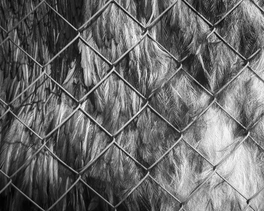 Untitled from "With Feathers" series, 2023 — Margo Ovcharenko