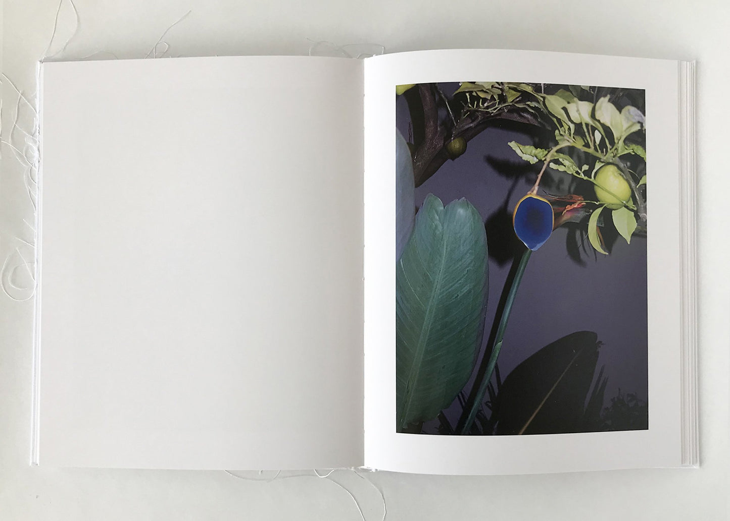 Of Mud and Lotus [Signed]