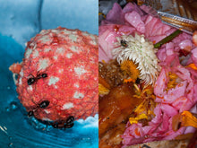 Rubbish, Dipping Sauce, Grass, Peonie, Bum