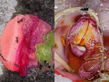 Rubbish, Dipping Sauce, Grass, Peonie, Bum