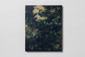 Blackwater River - Artist Edition