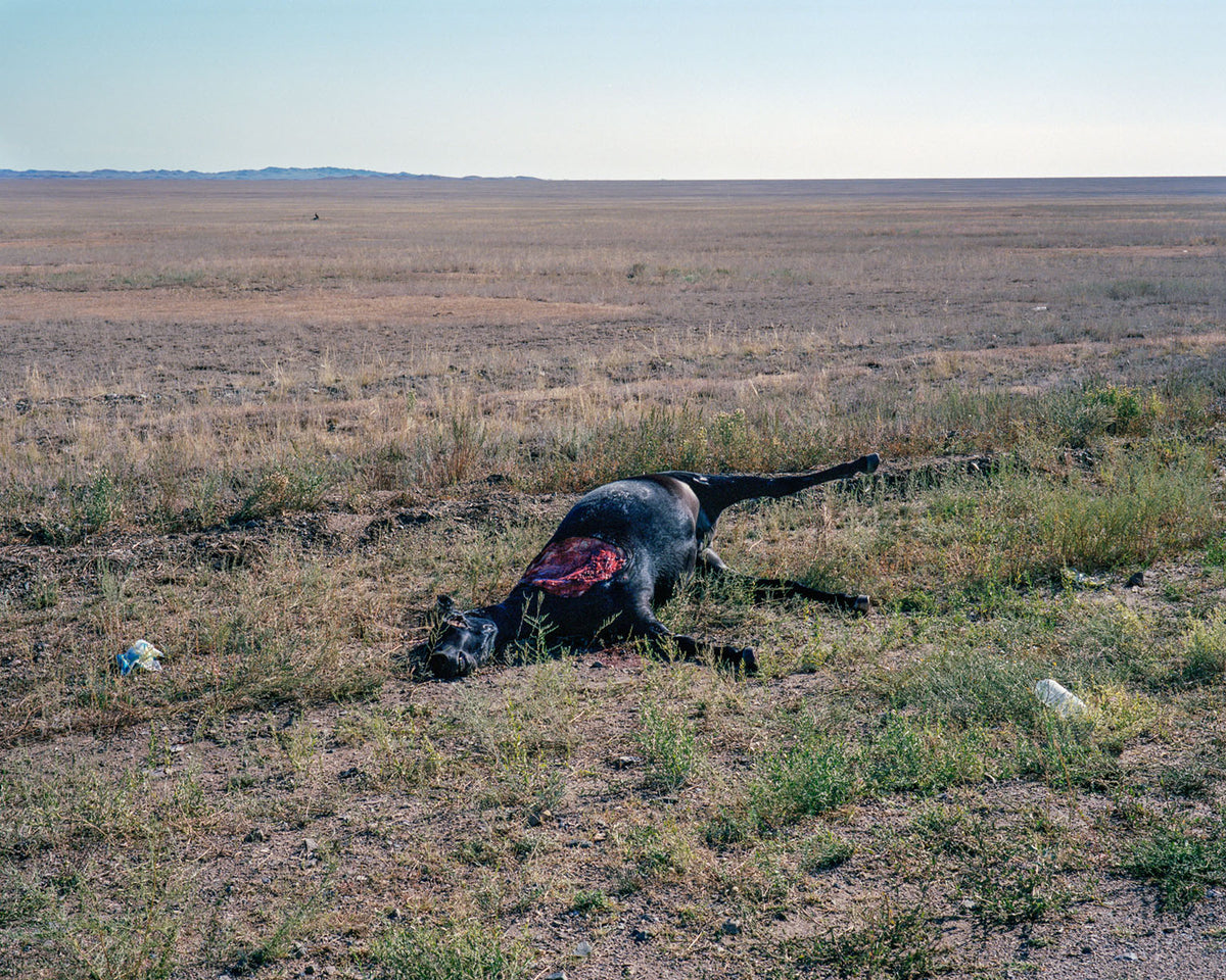 Suicidal Birds [Signed]